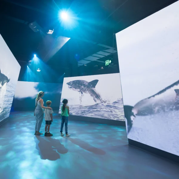 nobbies centre phillip island