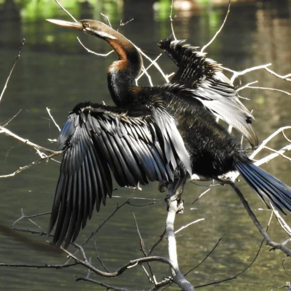 northern territory parks and wildlife