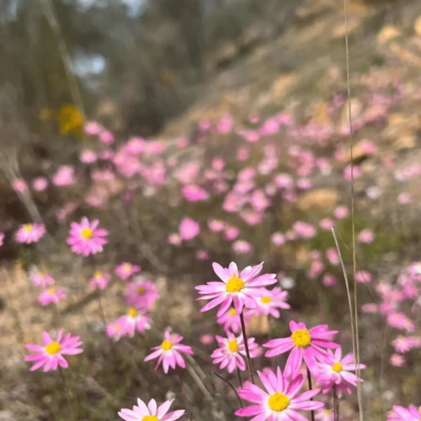 one day wildflower tours wa