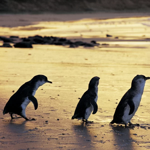 penguin island melbourne trip