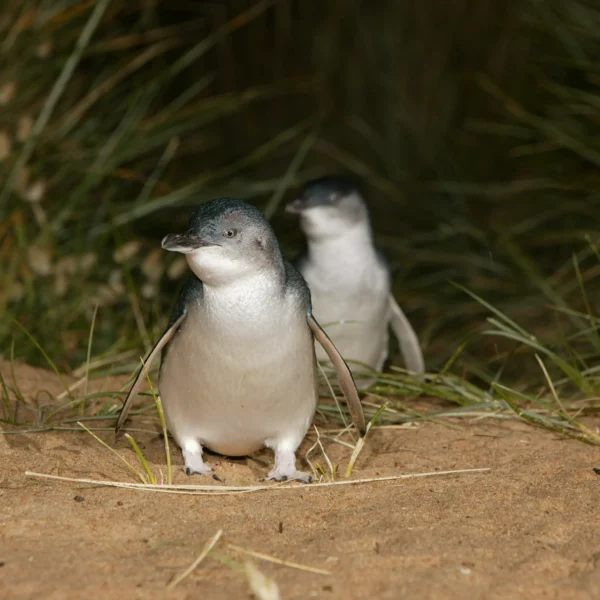 penguin parade phillip island