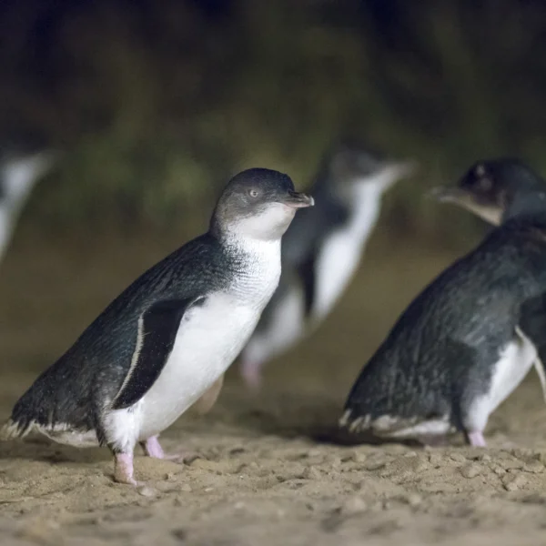 penguin island tour