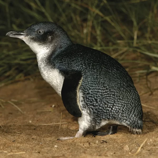 penguin parade tour