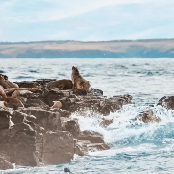 penguin parade tours