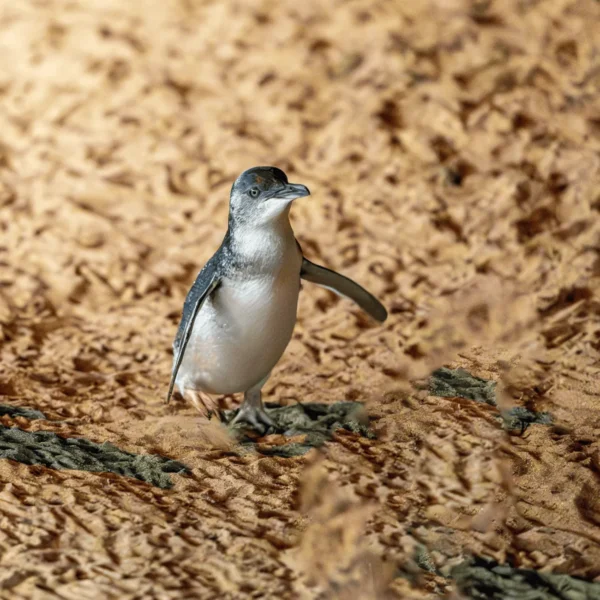 penguin tour phillip island