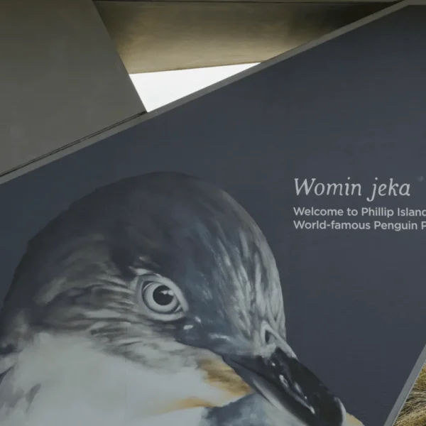 penguin tours phillip island