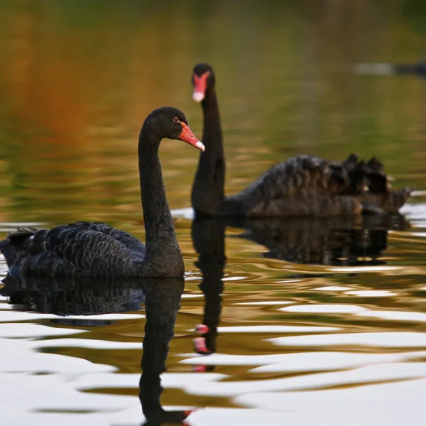 penguins phillip island