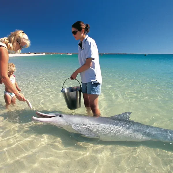 perth to monkey mia tour packages