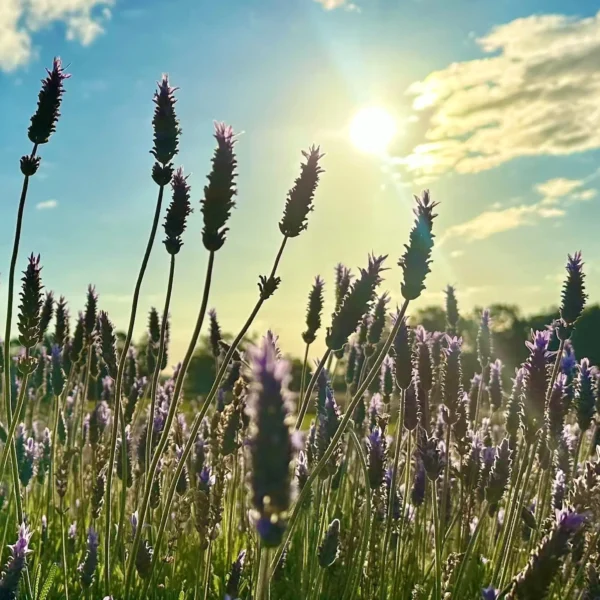 perth wildflower tours