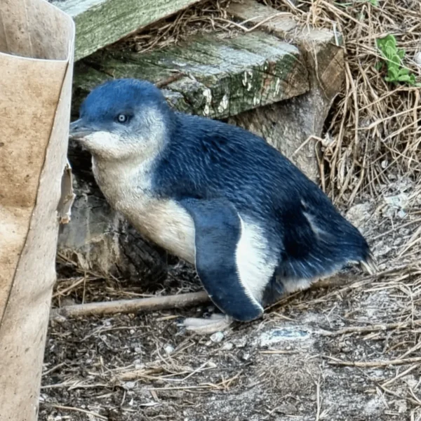 phillip island little penguins parade evening tour