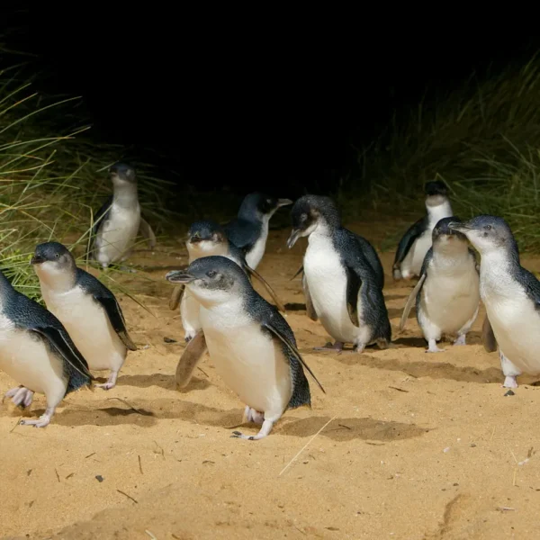 phillip island little penguins parade evening tour Autopia Tours