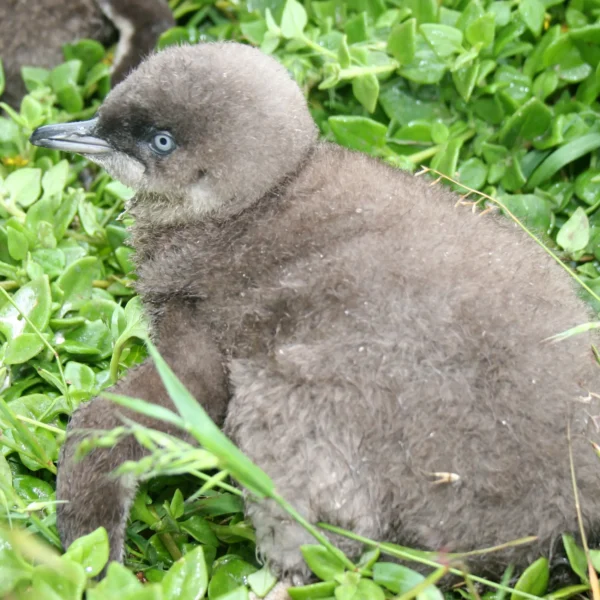 phillip island penguin parade tour