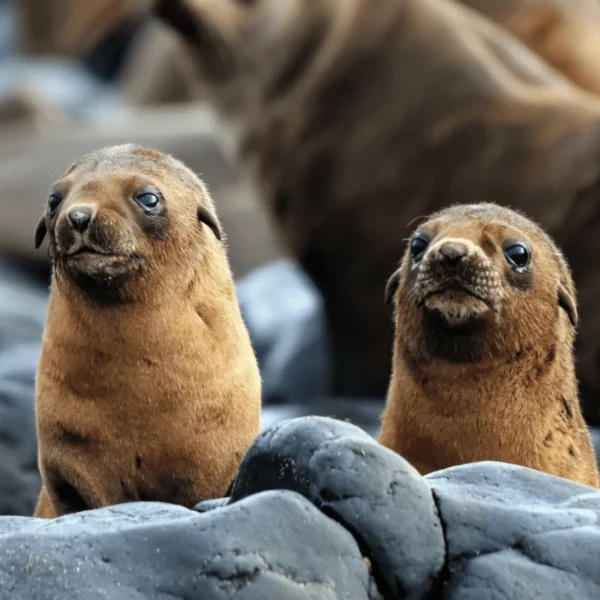 phillip island penguin tour from melbourne