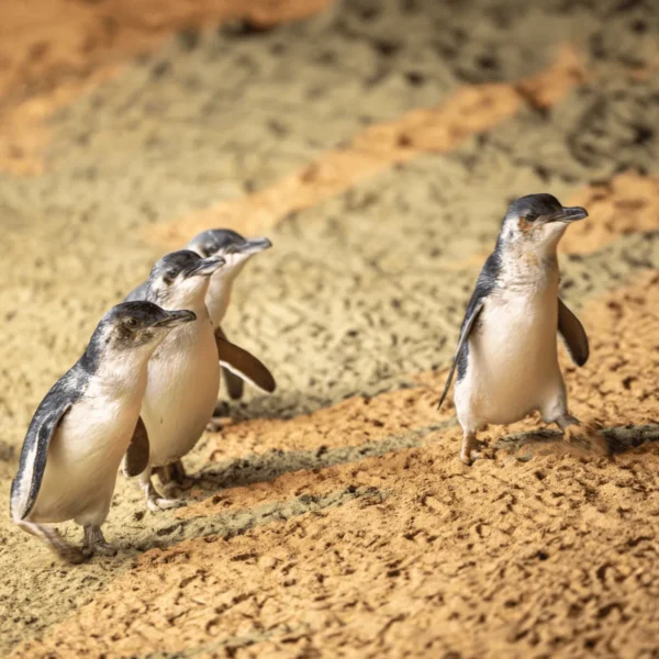 phillip island penguins private tour
