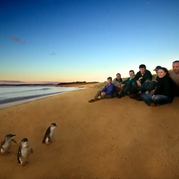 phillip island tour from melbourne