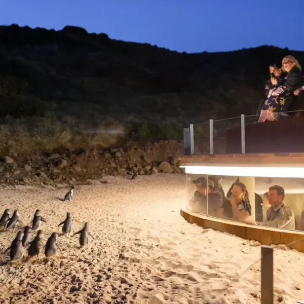 phillip island tours