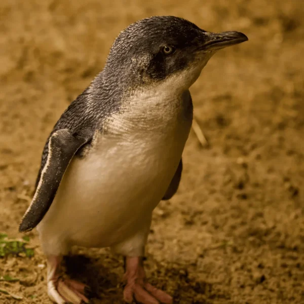 phillip island tours - best penguin parade tours from melbourne