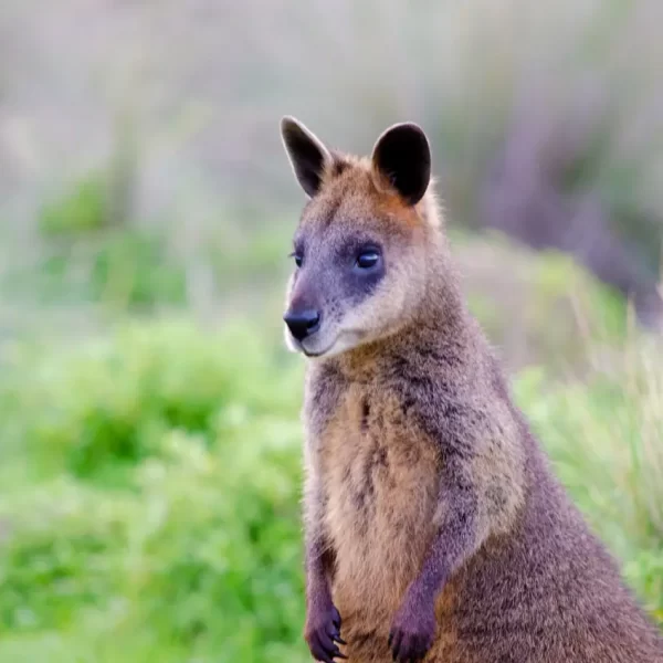phillip island trip