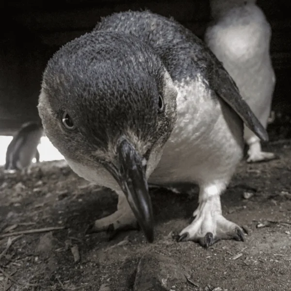 phillips island penguins tour
