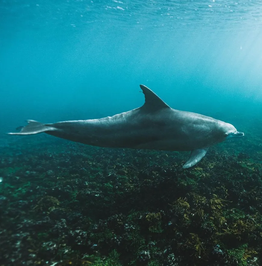 port stephens things to do