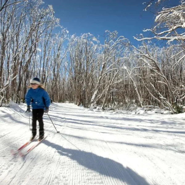 snowy mountains day tours