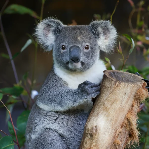 sydney to brisbane tour package australia