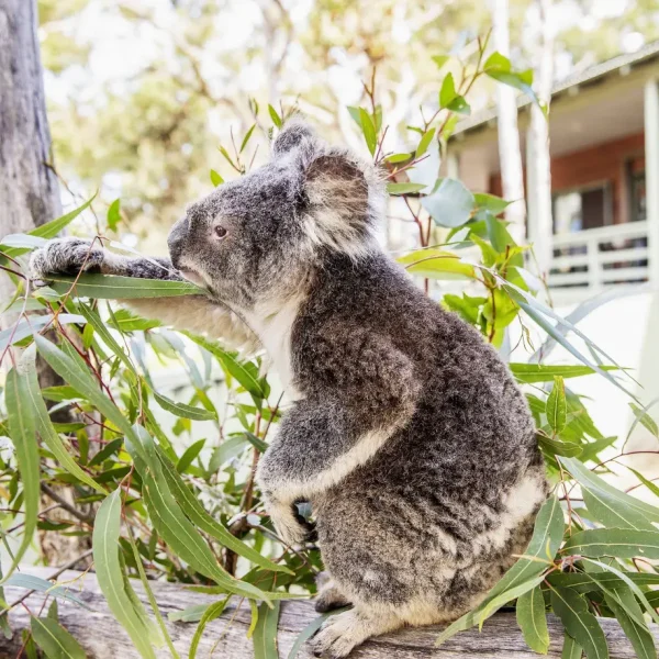 sydney to cairns backpacker tours