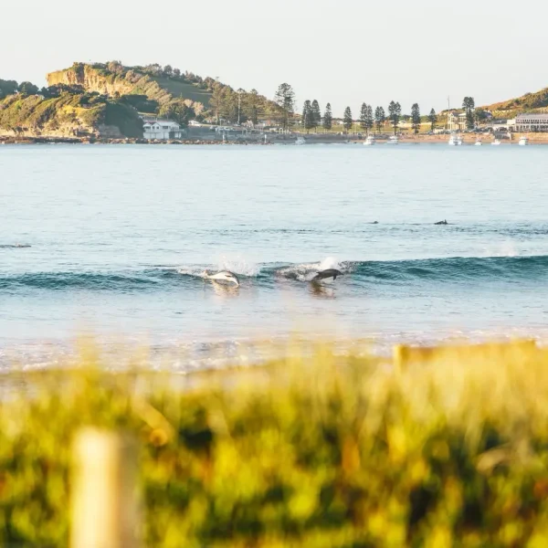 sydney to cairns road trip 1 week itinerary