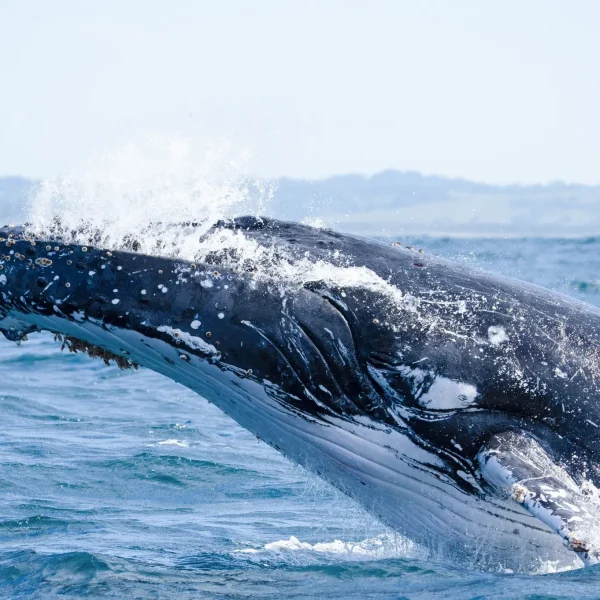 sydney to cairns tours australia
