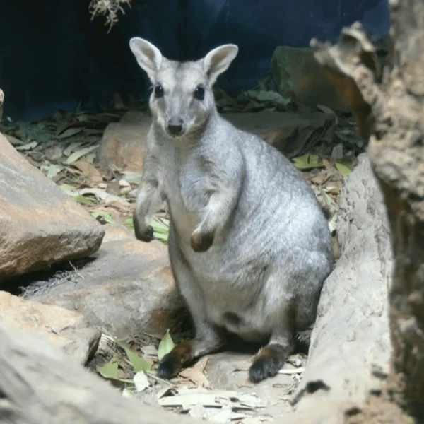 territory wildlife park animals