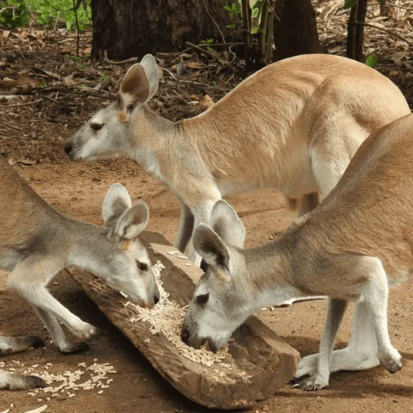 territory wildlife park cost
