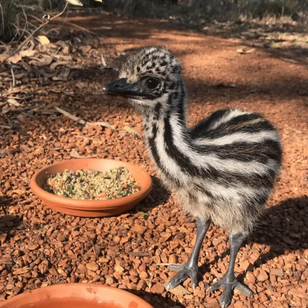 territory wildlife park darwin australia