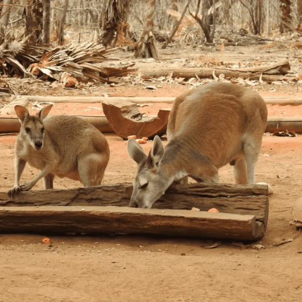 territory wildlife park discount