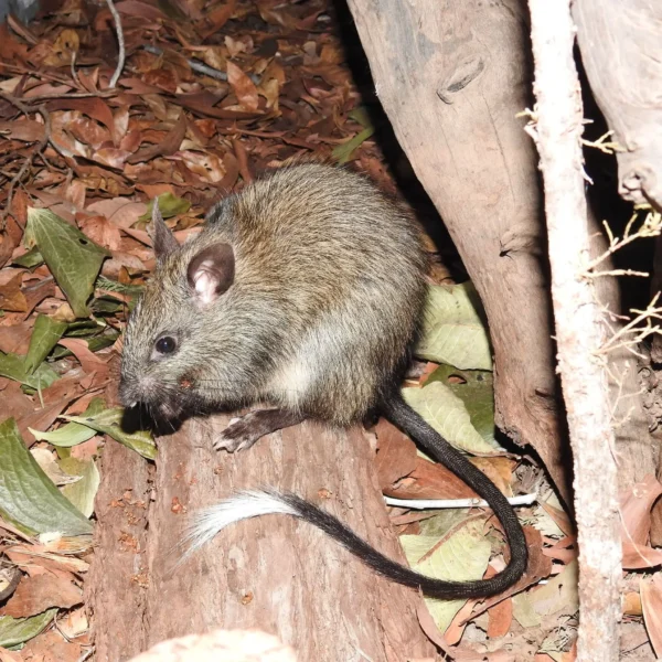 territory wildlife park nt