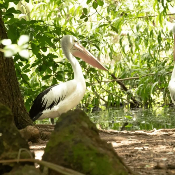 territory wildlife park prices