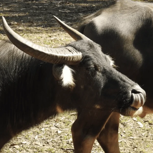 territory wildlife park tickets