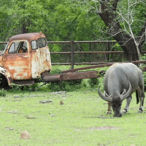 territory wildlife park tours