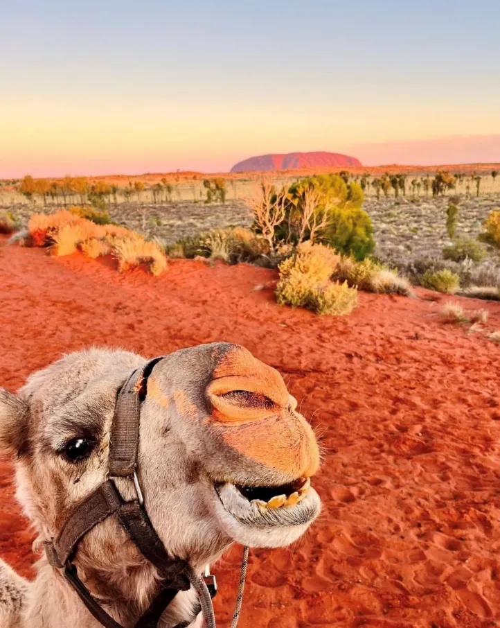 things to do at alice springs