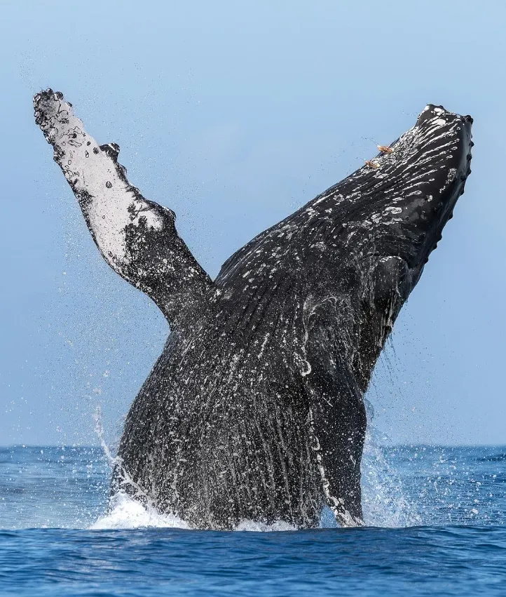 things to do at victor harbour