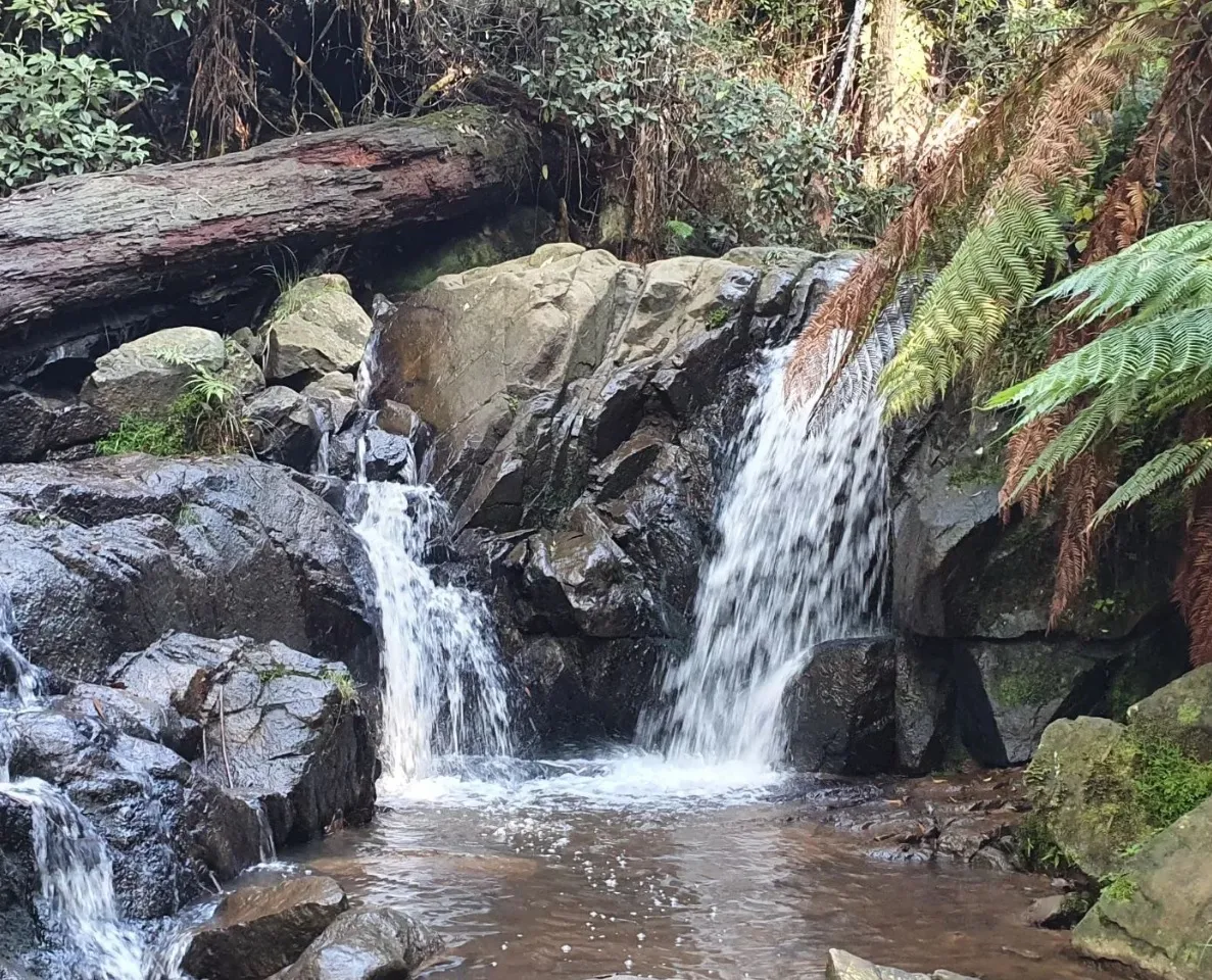 things to do in mount dandenong