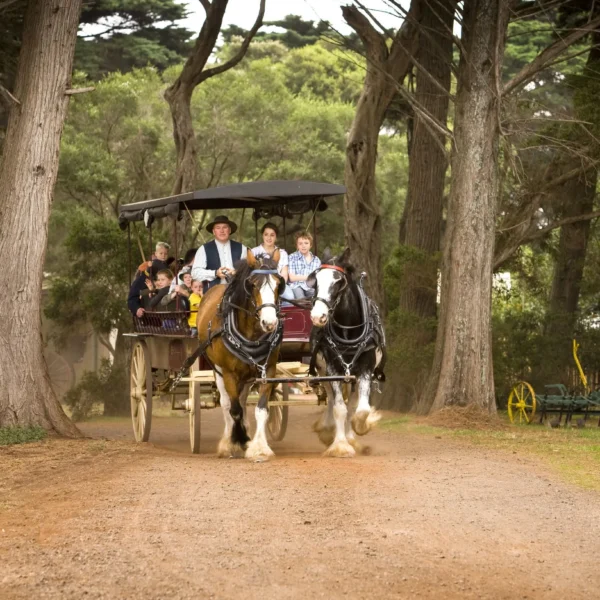 things to do on phillip island