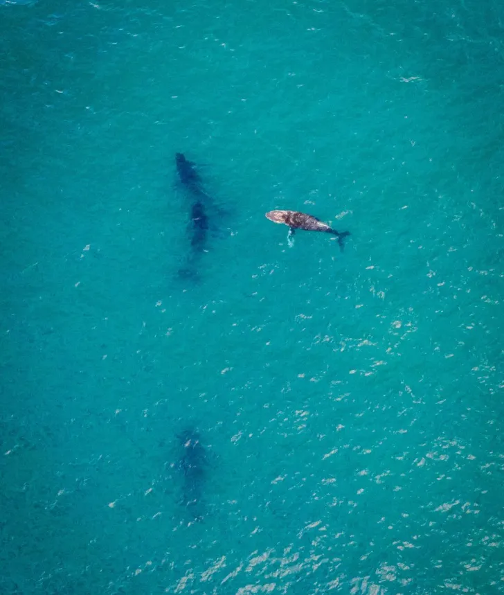 things to do on stradbroke island