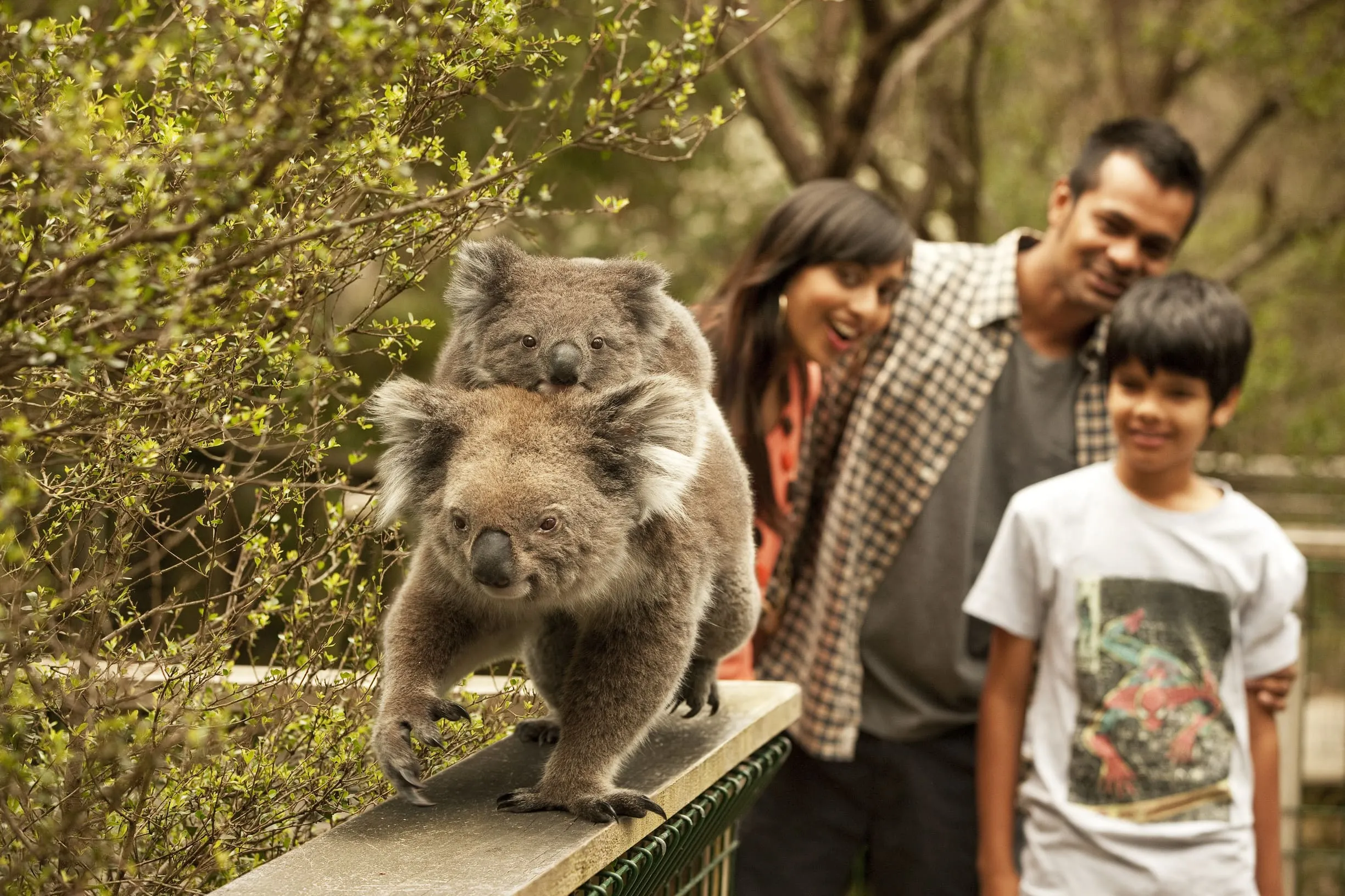 things to do phillip island