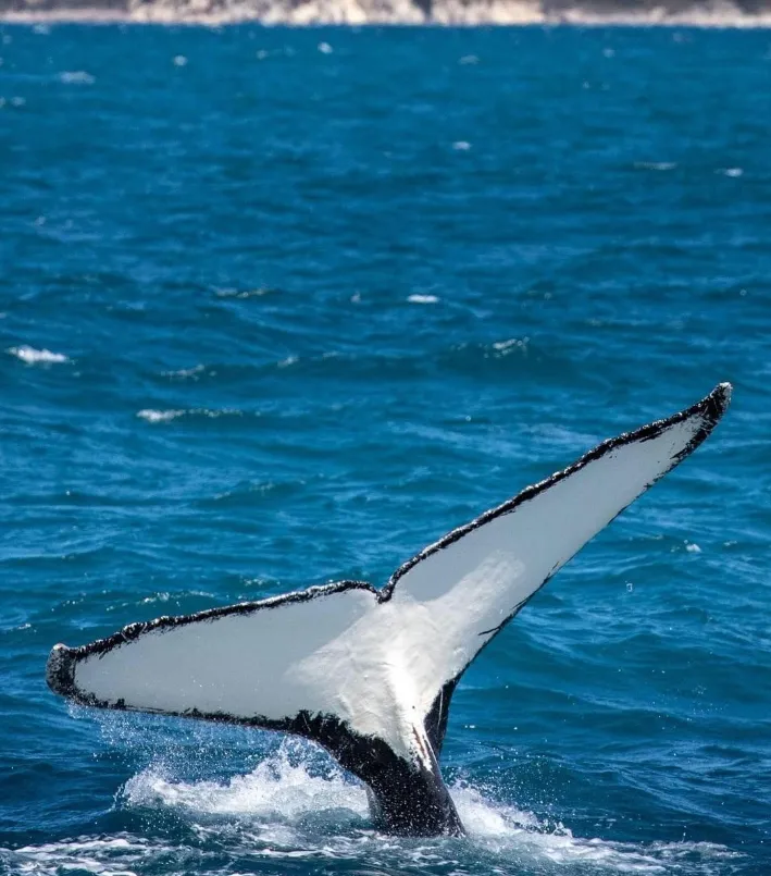 things to do rottnest island