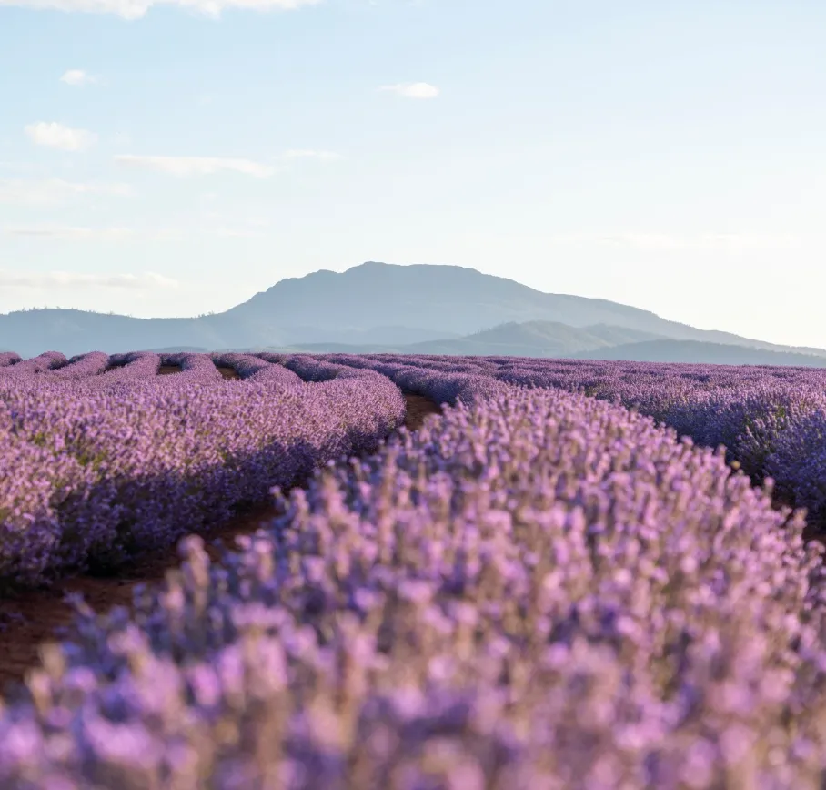 things to do tasmania