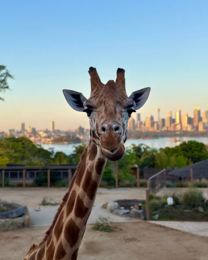 things to.do.in sydney