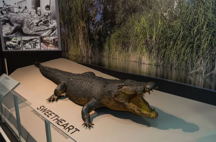 top 10 things to do in darwin