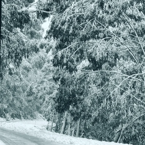 top snow travel
