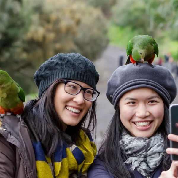 tour to great ocean road