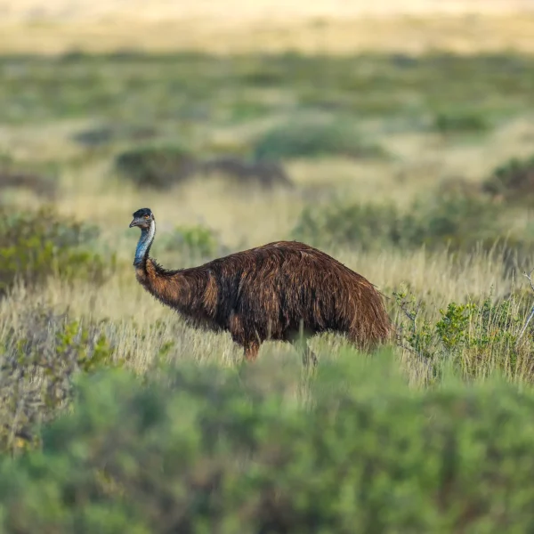 tour western australia